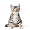 Cat Flea Drops by Elanco US Inc for Kittens-3