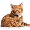 Cudory Oral Flea & Tick Drops for Dogs and Cats Natural Herbal Formula-4
