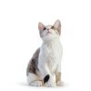 VICSOM Cat Flea Drops Fast Acting 30 Day Protection-3