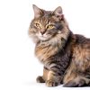 Yuma's Flea Tick Chews for Cats Natural Defense-3