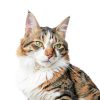 PetArmor Plus Cat Flea Treatment 30-Day Waterproof Topical 1 Count-1