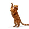 Cat Flea Pills Vetio CAPACTION 6-Dose Fast-Acting Treatment for Cats-4