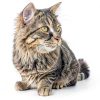 Hartz Flea Tick Drops for Cats 032700156848 3‑Month Mosquito Repellent-7