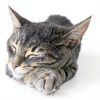 Advantage II Small Cat Flea Treatment by Elanco 5-9 lbs Monthly-4