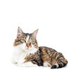 PetArmor Plus Cat Flea Treatment 3‑Count Waterproof Drops 30‑Day-1