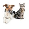 Adams Multi-Species Flea & Tick Spray for Dogs & Cats 100551529-2