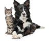 Vet’s Best Flea & Tick Home Spray for Cats Cotton Spice 32 oz-5