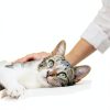 PetArmor Plus Cat Flea Treatment 3‑Count Waterproof Drops 30‑Day-8