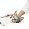 PetArmor Plus Cat Flea Treatment 30-Day Waterproof Topical 1 Count-8